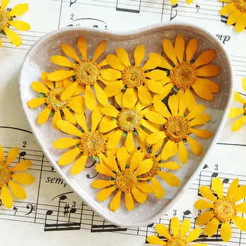 Máslo Sedmikráska 120Pcs Původní Žlutá Barva Lisované Květiny Pro DIY ruční práce Student Materiálu Zdarma Zásilky
