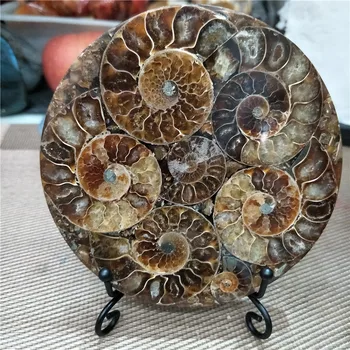 Krásné Shell Fossil Ammonite Disk Madagaskar celý ammonite fosilní spojeny dohromady, není to rozbitý ty s policí
