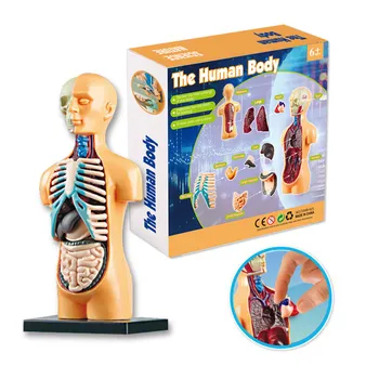 Dítě Montessori 3D Puzzle Lidské Tělo Anatomie Model Vzdělávací Učení Varhany Sestavené Hračky Varhany Učební Nástroj Pro Děti