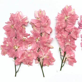 Pobočka Larkspur na Stonky Lisované Květiny Dárky Pro Epoxidové Dekorace DIY 60 Ks Zdarma Zásilky